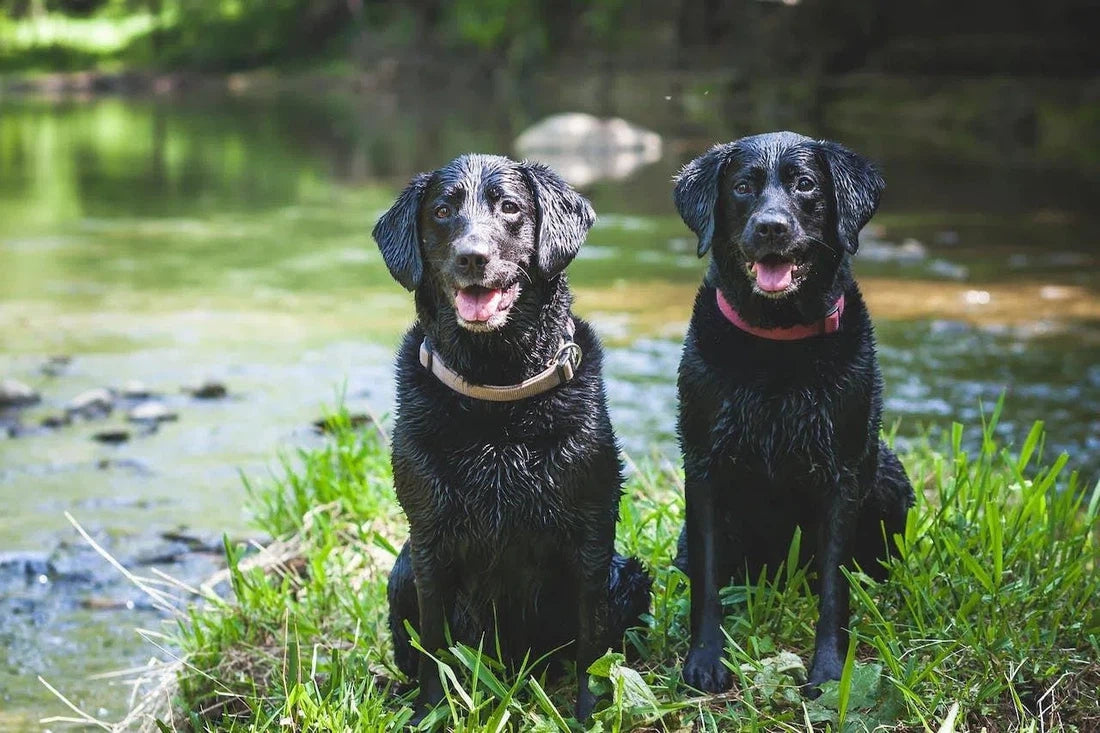 Darmproblemen bij honden: Hoe voorkom je ze?