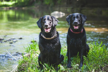 Darmproblemen bij honden: Hoe voorkom je ze?