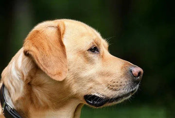 De voordelen van probiotica hondensupplementen voor honden met een gevoelige maag