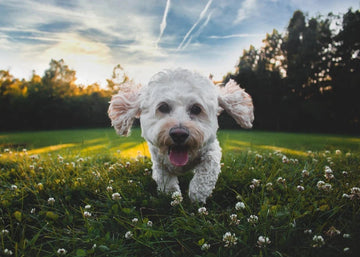 Heeft je hond diarree of een platte stoelgang? Hier zijn 7 tips