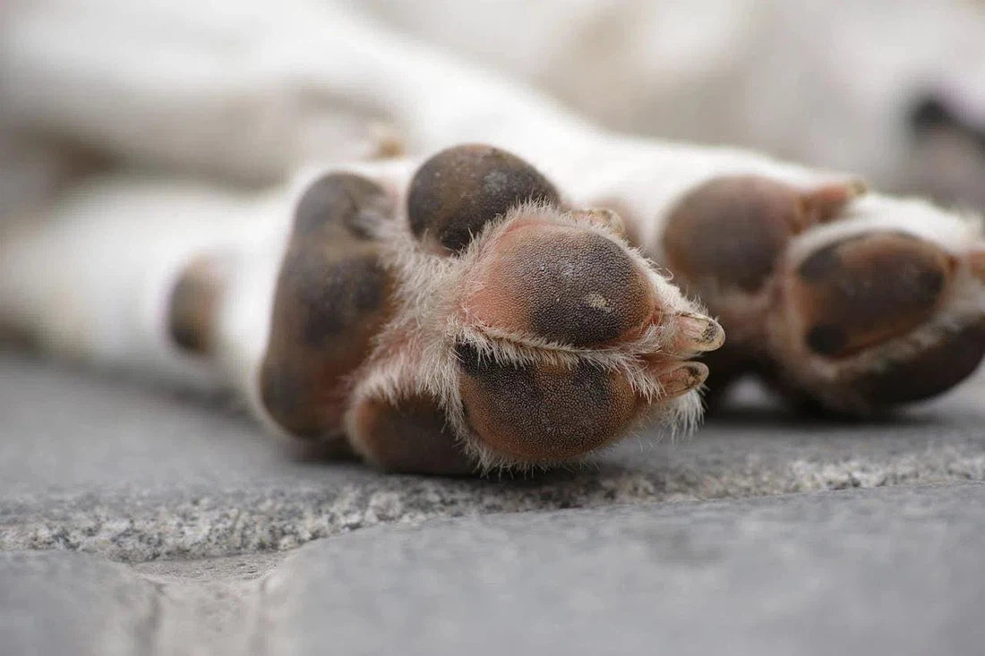 Heeft je hond jeuk aan de poten? Dit doe je er tegen