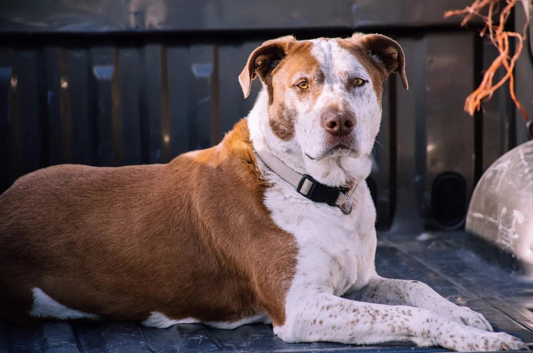 Hoe je een droge huid bij je hond behandelt