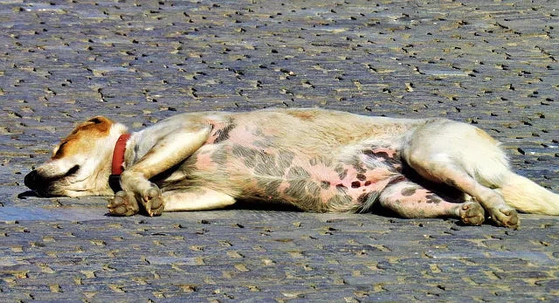 Hoe probiotica hondensupplementen helpen bij het behandelen van constipatie bij honden