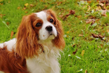 Hond heeft jeuk maar geen vlooien – Wat nu?