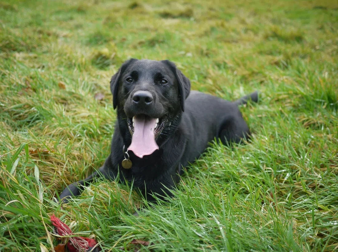 Labrador met jeuk: Wat kun je doen?