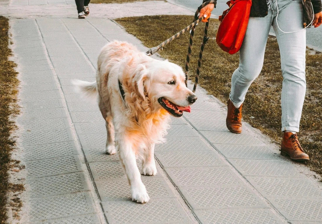 Slechte ontlasting van je hond? Zo verbeter je het!