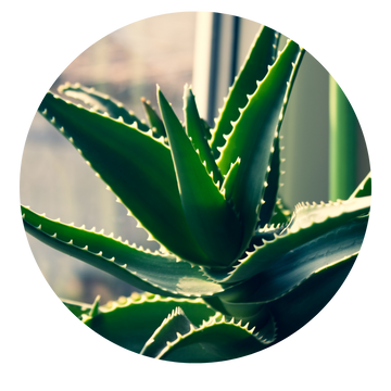 Aloe_Vera