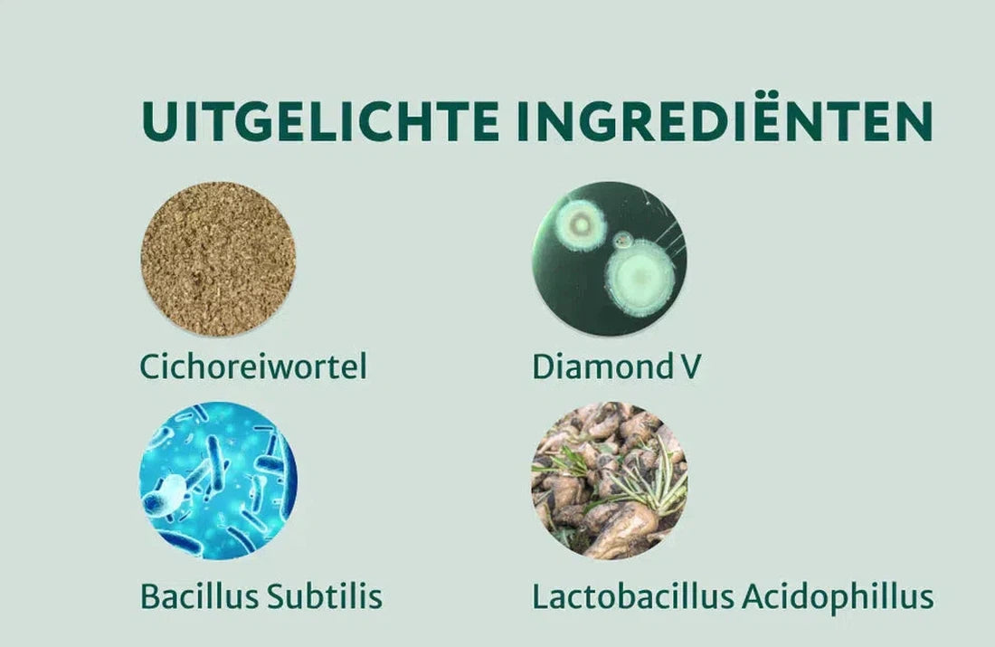 Grote rassen: Probiotica Forte zonder kip/lam/vlees | Ondersteunt darmflora en spijsvertering | 180 snoepjes (maxi-pack)